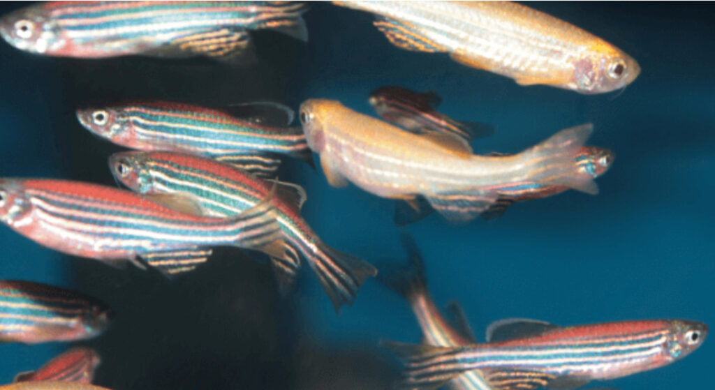 Zebrafish